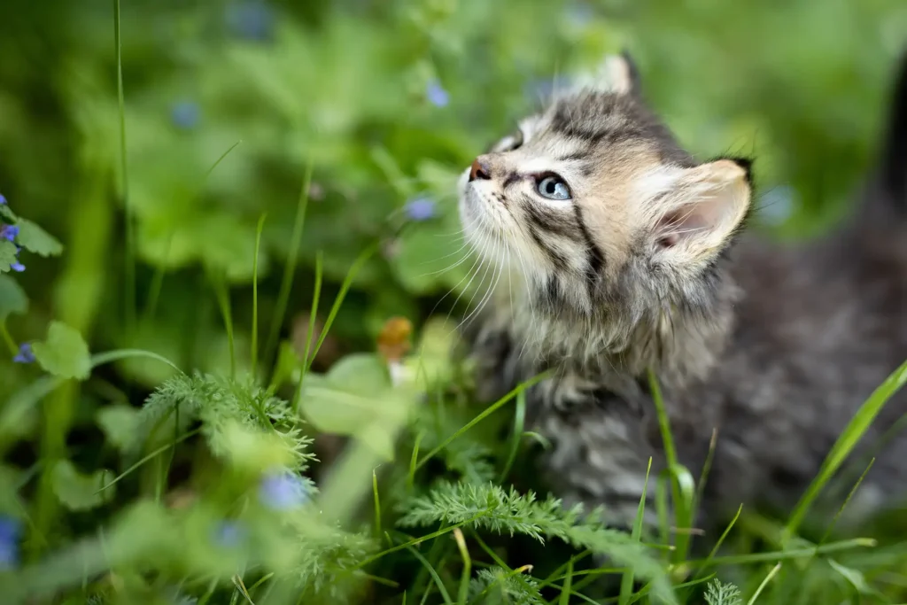 Kitten in grass