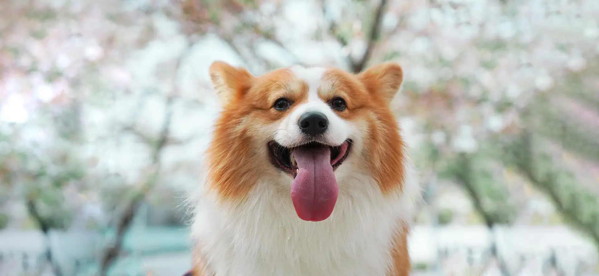 dog panting