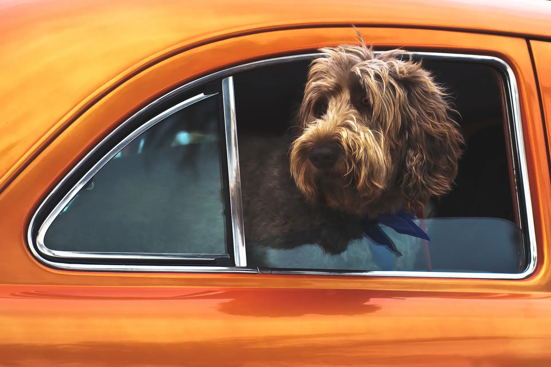 Dog poking head out window