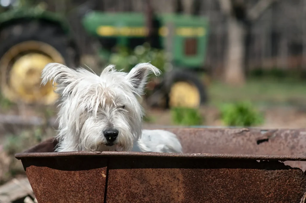 white dog