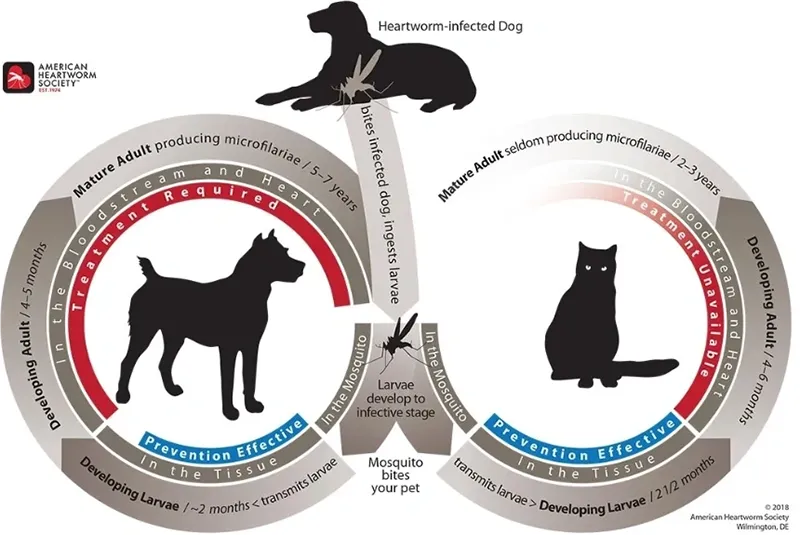 Diagram of the heartworm lifecycle in dogs and cats