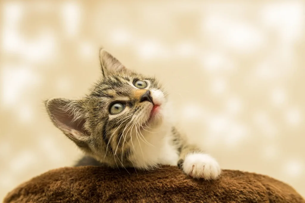 cat looking up