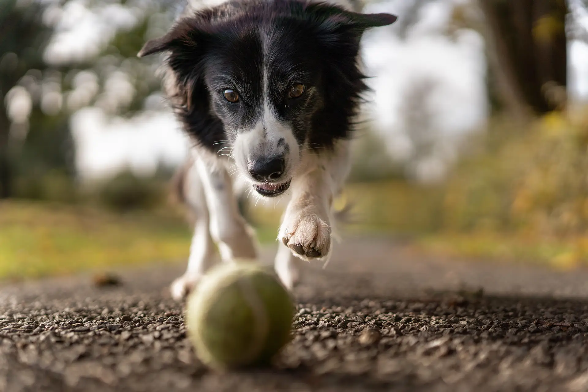 dog with tennis ball