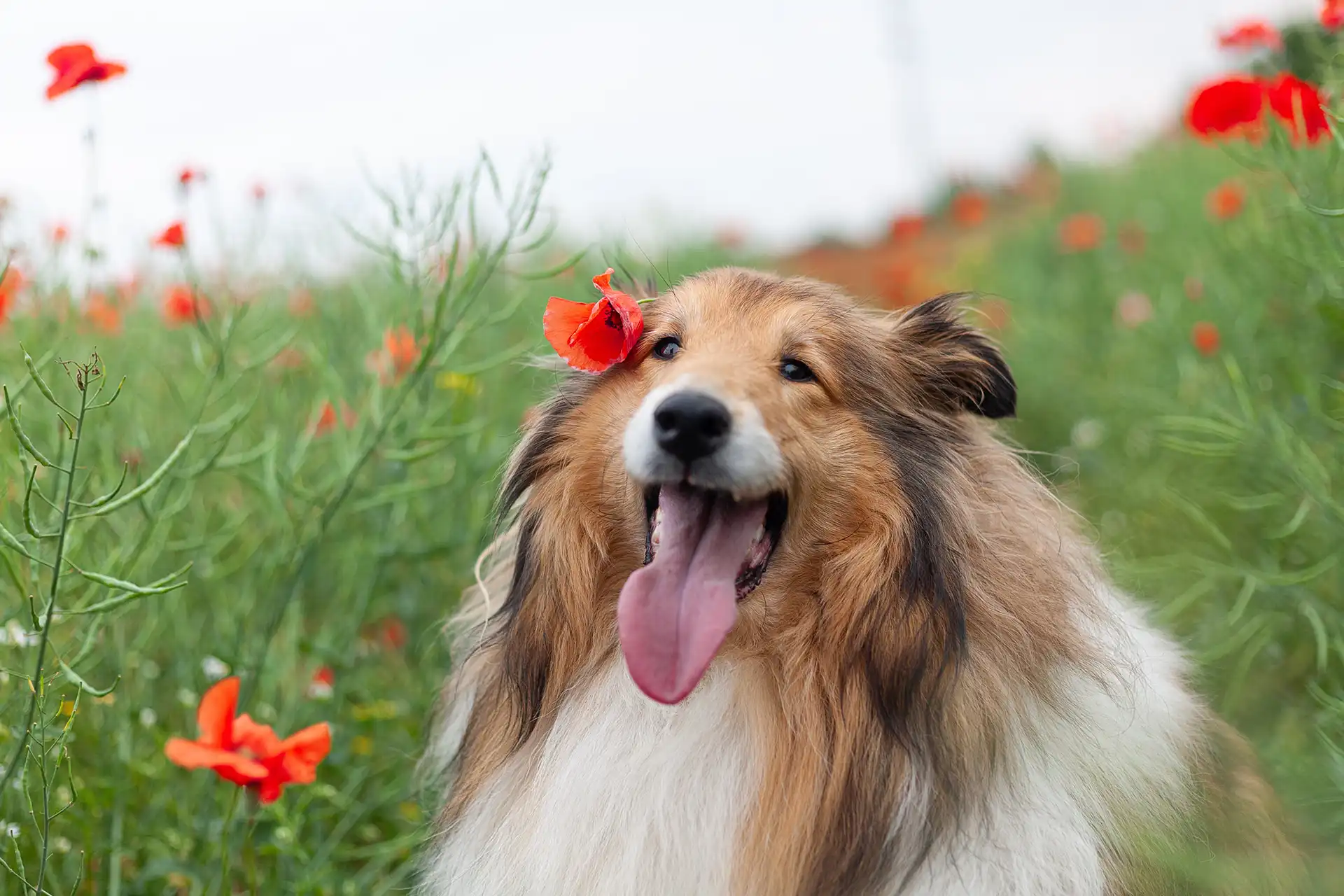 Happy collie panting in field