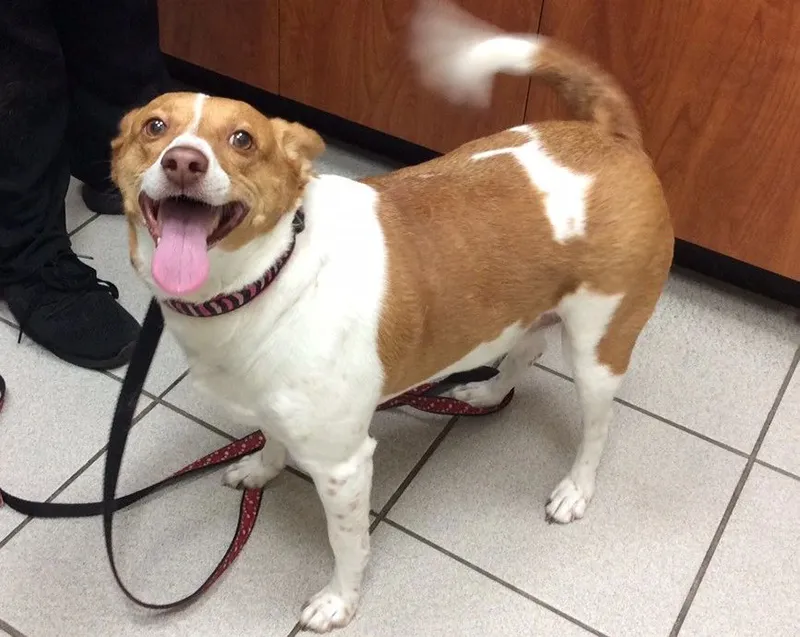 Happy dog at our clinic