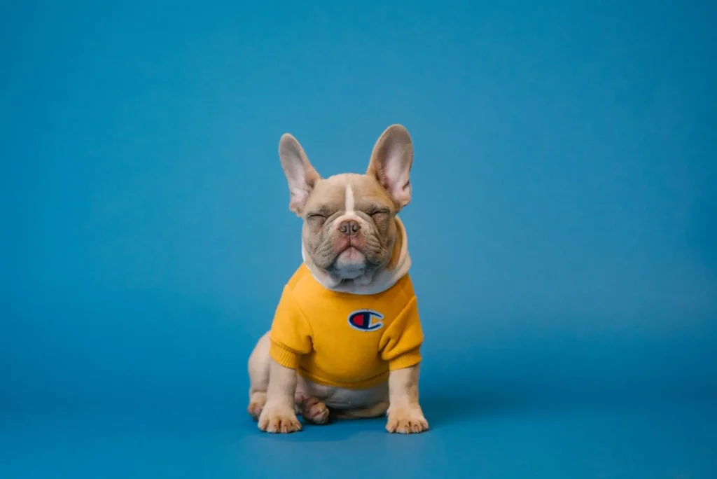 dog in sweater