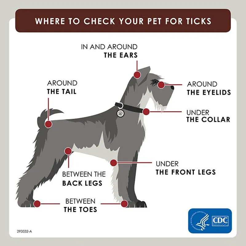 Illustration of a dog showing labeled areas to check for ticks