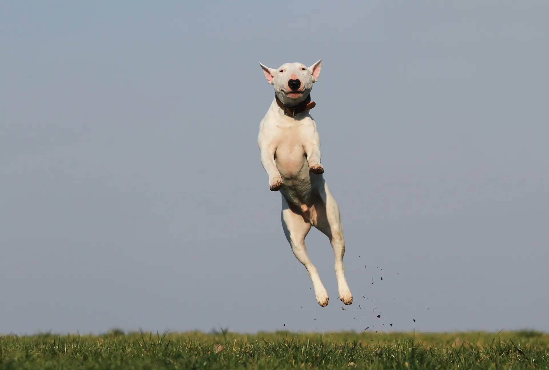 Dog flying over a field